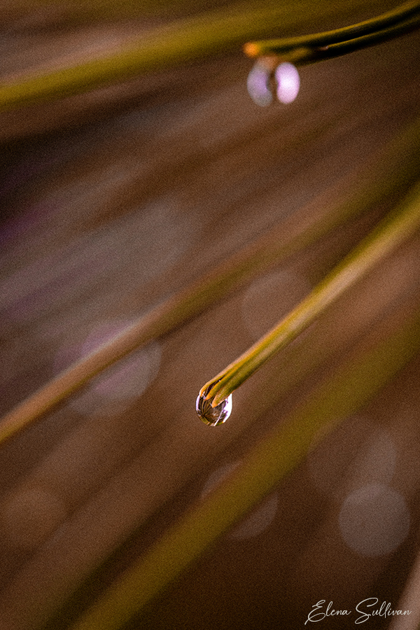 macro photography rain drops