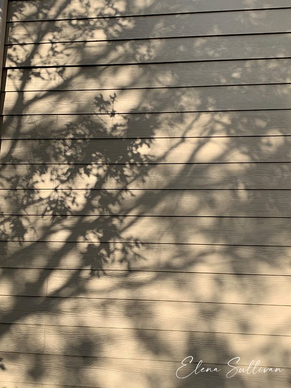 tree shadows reflected on house