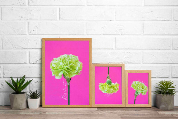 three pieces colorful wall art photo prints carnation flower with words