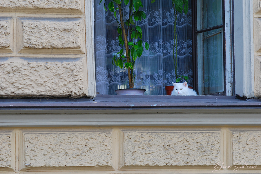 cat in window conceptual photography