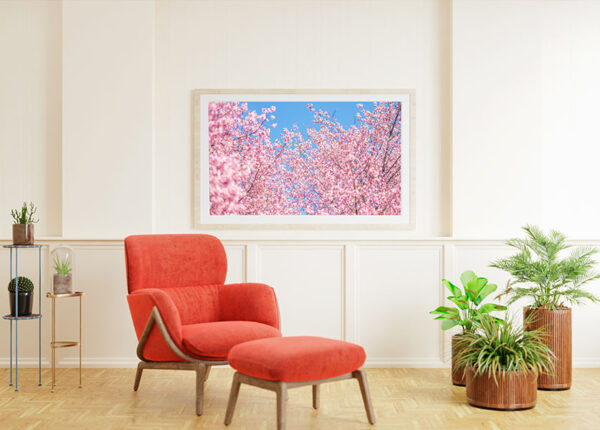 fine art photography prints pink tree spring