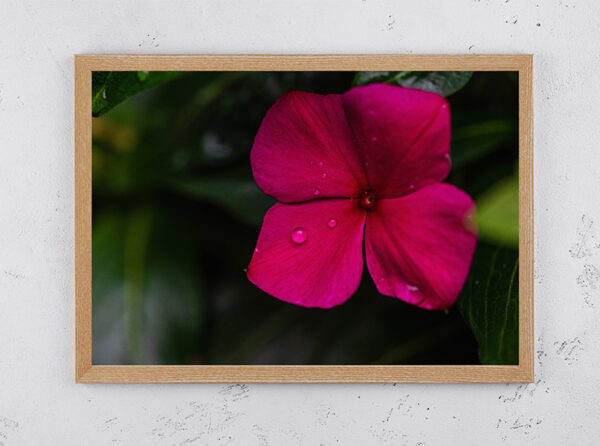 pink flower photography art prints