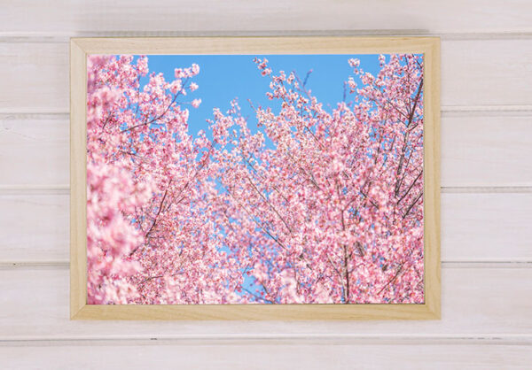 pink trees spring fine art photo print