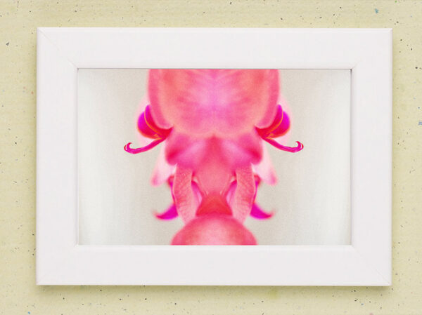 elegant pink flower abstract photo prints