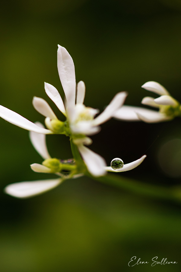 green-plant-peaceful-photo