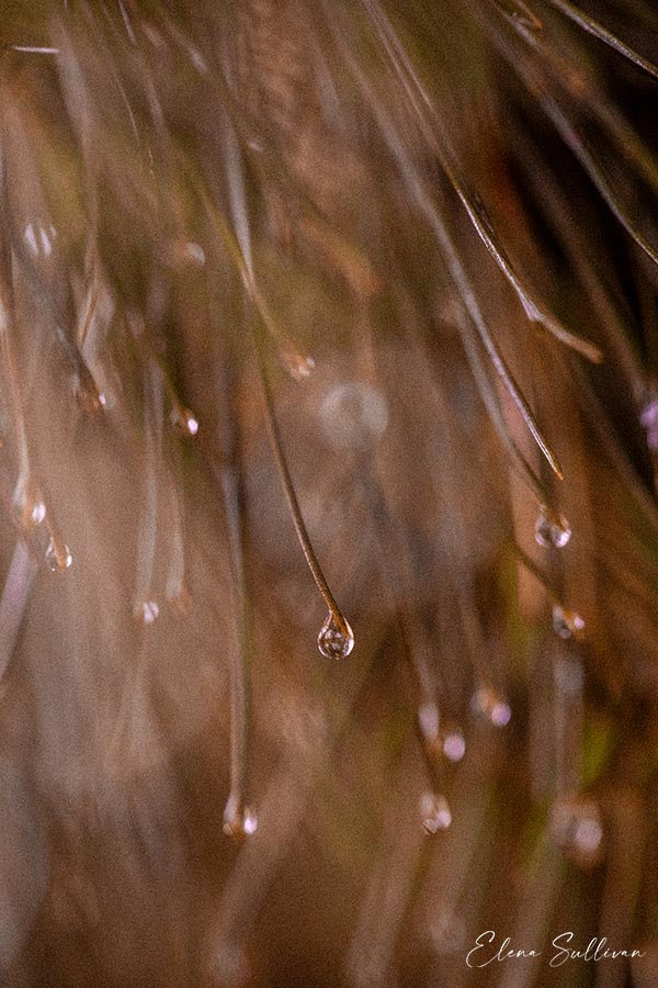 macro-image-pine-needles
