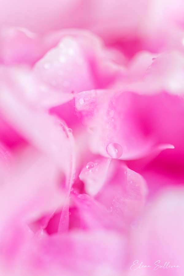 macro-photos-flower-pink