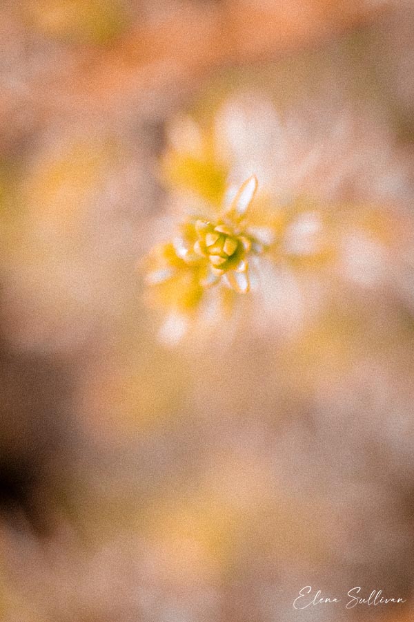 nature-macro-photos-for-focus