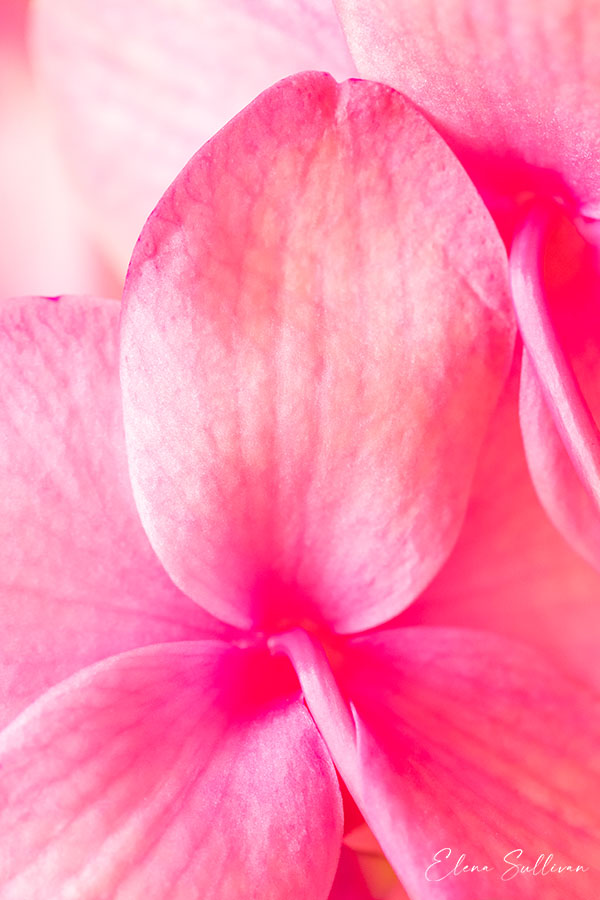 pale-pink-flower-orchid-macro-photo