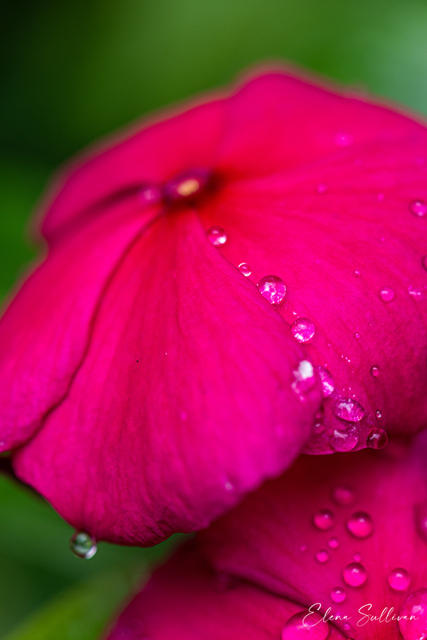 peaceful-pink-flower-photo