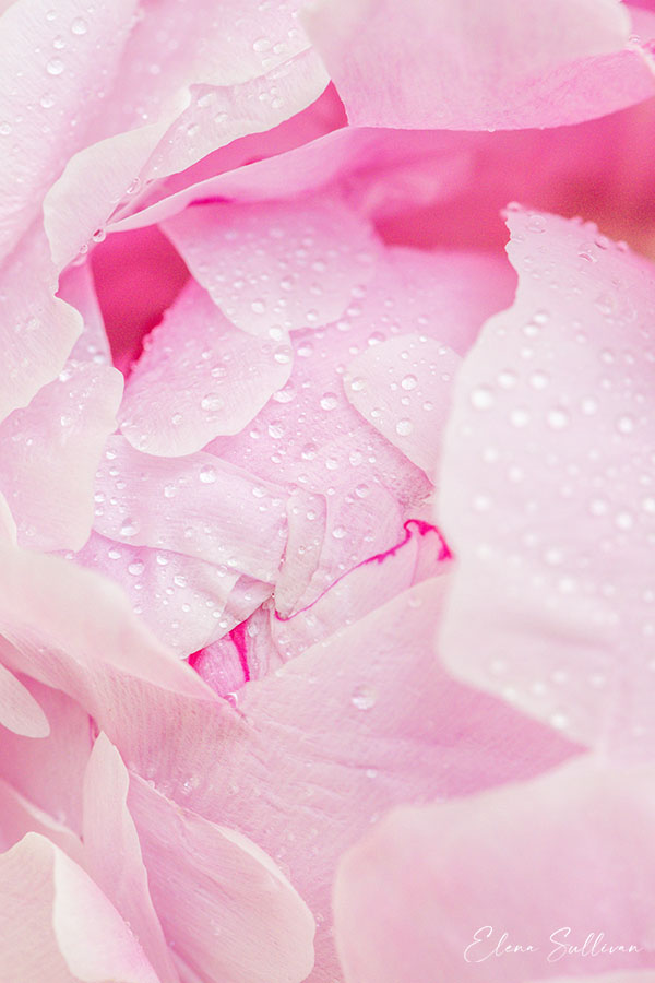 peonies-macro-photo