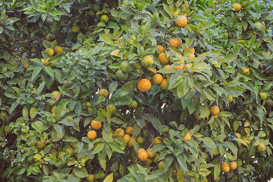 orange-tree-valencia