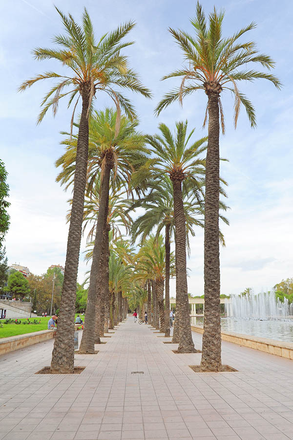 palmtrees-in-spain-valencia