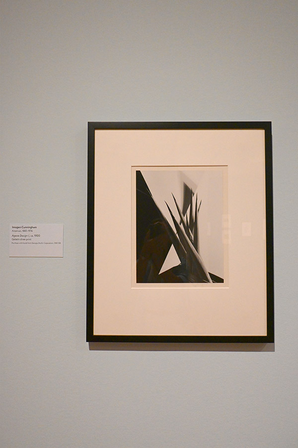 imogen-cunningham-photo-agave-design-exhibition