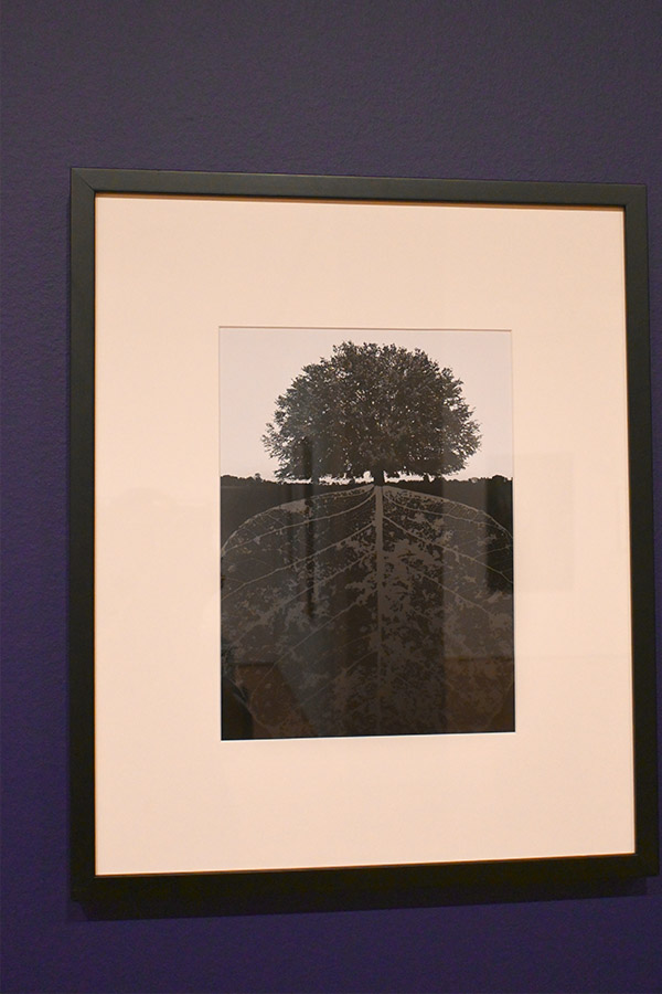 jerry-n-uelsmann-untitled-photo-print-nature-leaf