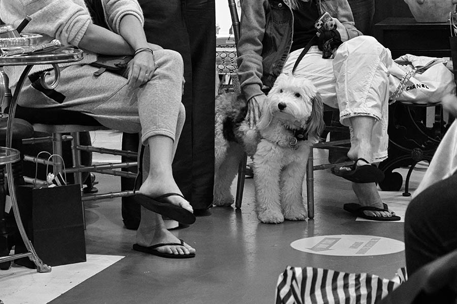 people-sitting-with-dogs-at-chanel-fashion-event-store