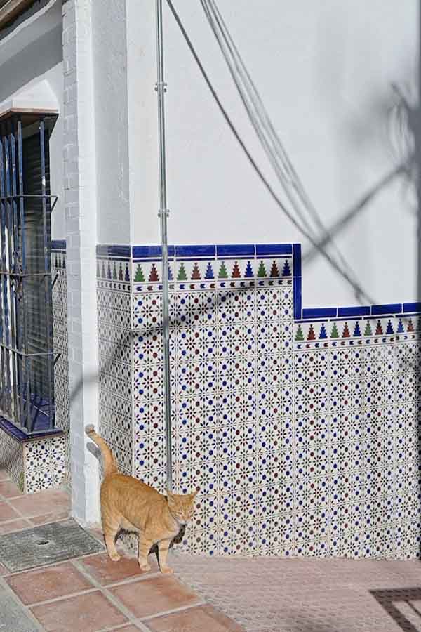 orange-tabby-cat-walks-on-a-tiled-sidewalk-in-front-of-a-white-wall-decorated-with-intricate-blue-and-red-geometric-floral-tiles