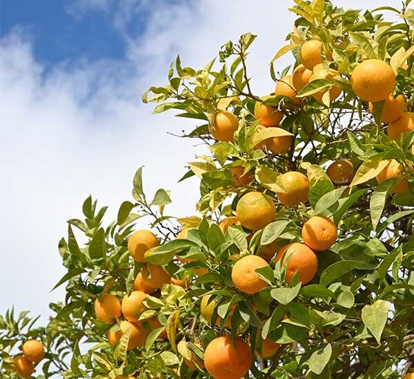 orange-tree-in-spain