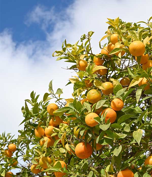 orange-tree-in-spain
