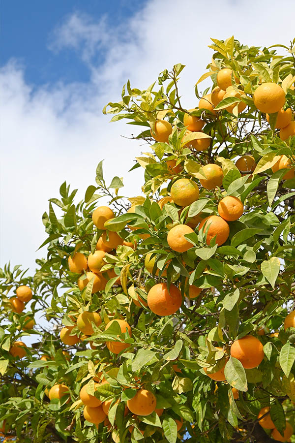 oranges-growing-in-spain