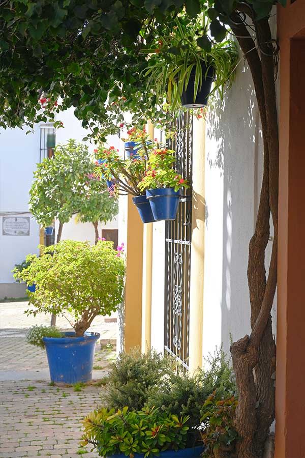 Close-up-of-vibrant-blue-flower-pots-hanging-on-a-white-wall-beside-a-tree-and-other-potted-greenery