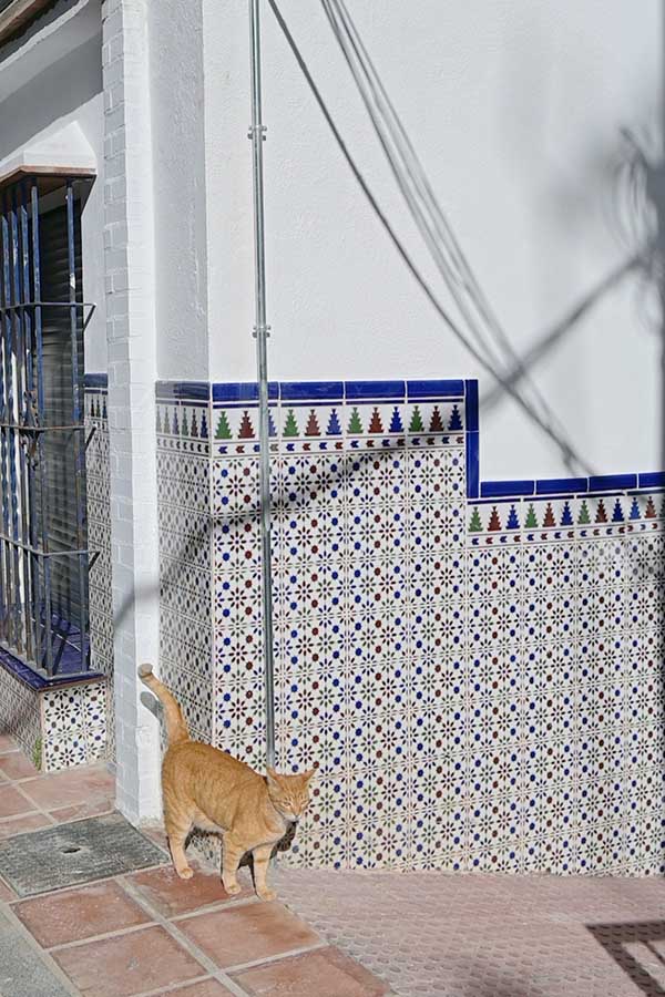 Ginger-cat-walking-past-a-white-wall-decorated-with-intricate-blue-and-red-geometric-tiles
