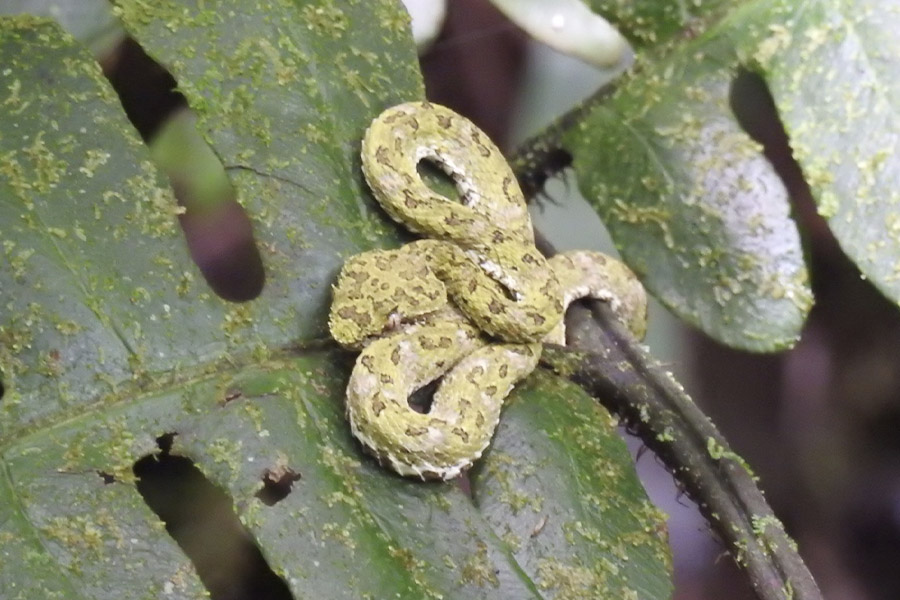 Coiled-green-pit-viper-camouflaged-on-a-fern-in-Costa-Rica