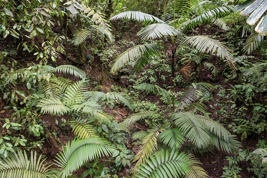 Dense-green-palm-fronds-in-a-jungle-in-Costa-Rica