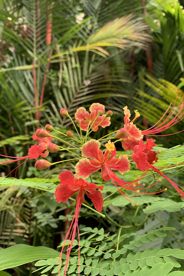 Exotic-Costa-Rica-blooms-vibrant-red-petals-tropical-greenery