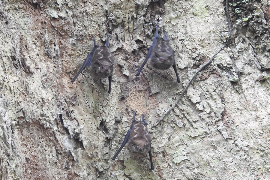 Group-of-small-bats-clinging-to-tree-bark-in-Costa-Rica