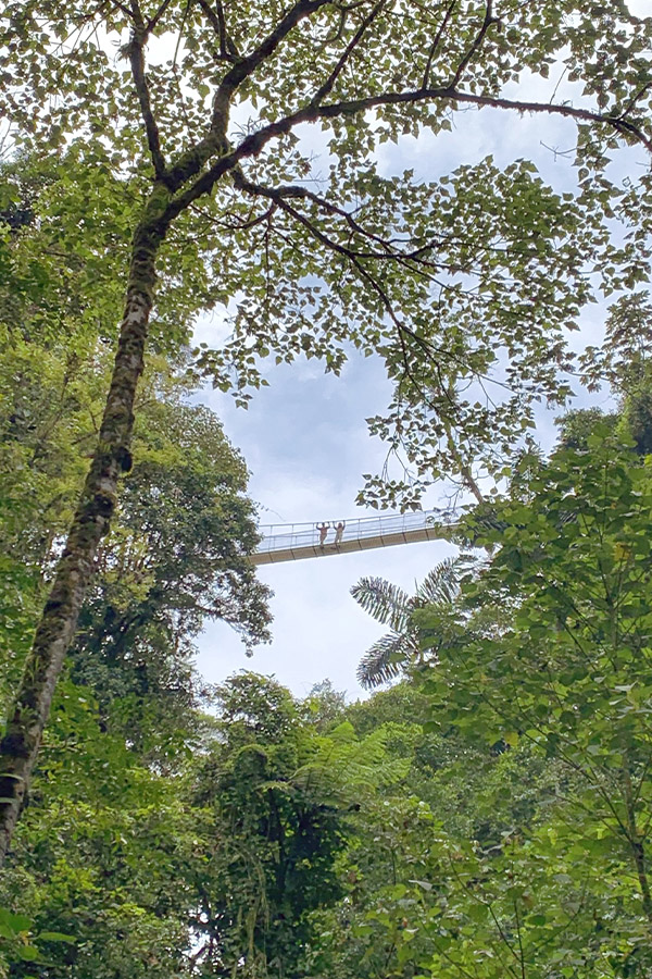 High-suspension-bridge-jungle-skyline-Costa-Rica-heights