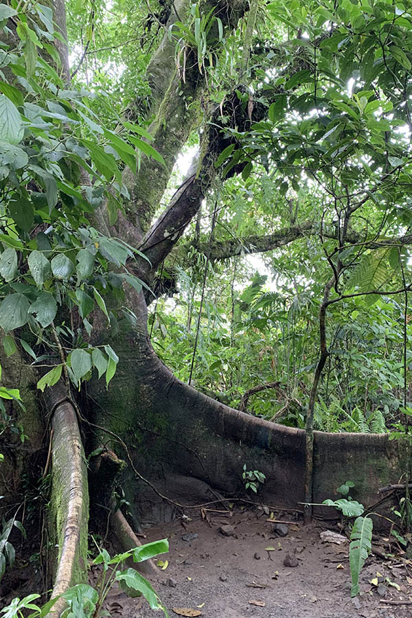 Massive-buttress-roots-of-a-tree-in-the-Costa-Rica-jungle