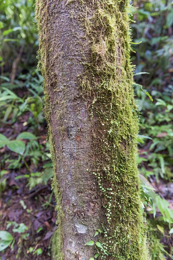 Moss-covered-tree-trunk-showing-lush-biodiversity-of-Costa-Rica