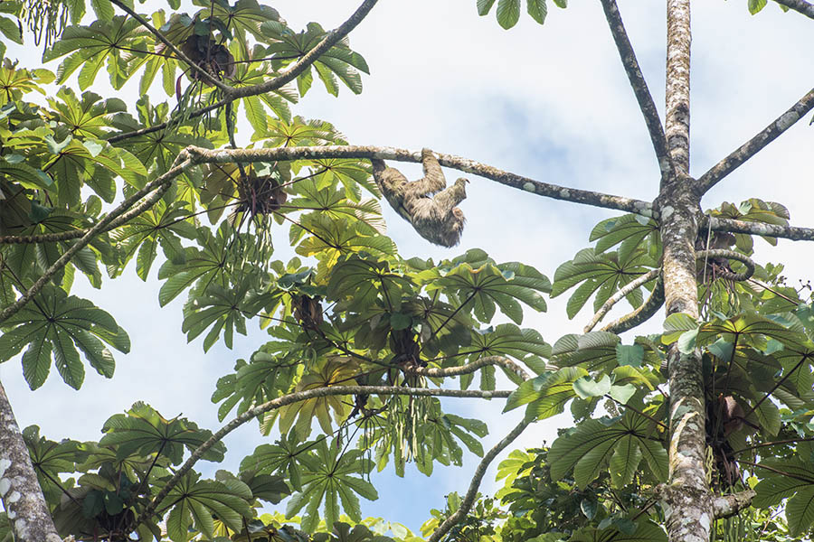 Sloth-climbing-high-in-the-leafy-canopy-in-Costa-Rica