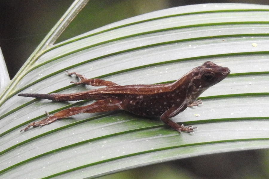 Small-brown-lizard-resting-on-a-palm-leaf-in-Costa-Rica.jpg