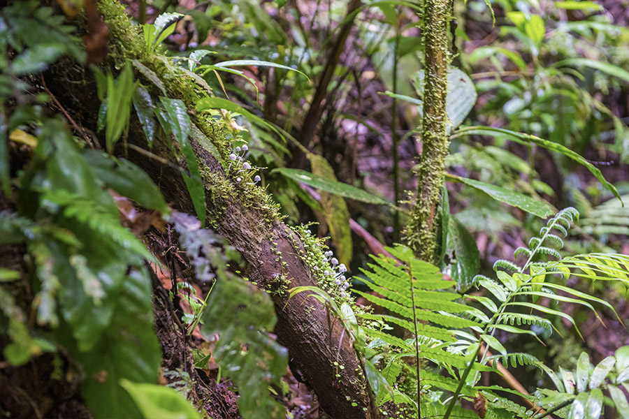 Small-fungi-growing-on-a-mossy-branch-in-Costa-Rica