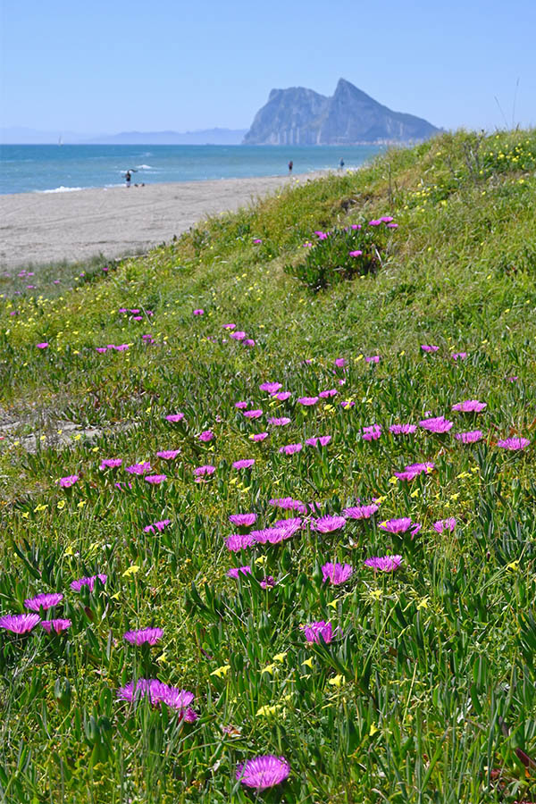 The-Rock-of-Gibraltar-appears-in-the-distance-beyond-a-dune-covered-in-vibrant-purple-flowers