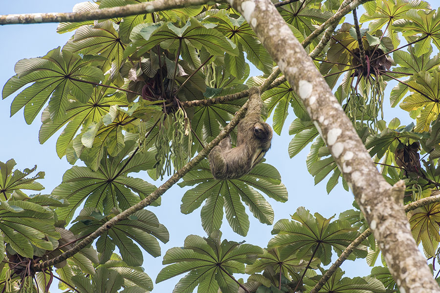 Three-toed-sloth-hanging-from-a-tree-in-Costa-Rica