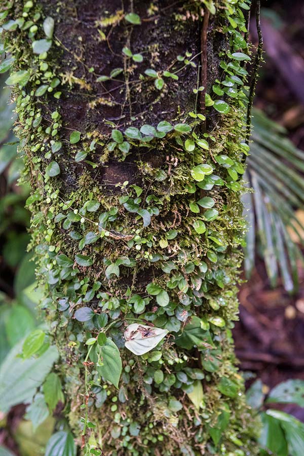 Tiny-vines-climbing-up-a-tree-in-the-Costa-Rica-wild