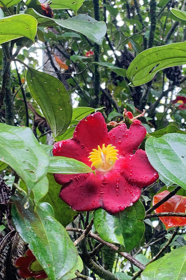 Vibrant-red-tropical-flower-wet-from-the-Costa-Rica-rain