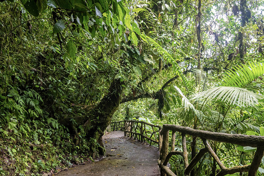 Winding-paved-pathway-through-a-thick-rainforest-in-Costa-Rica