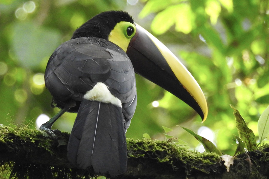 Yellow-throated-toucan-perched-on-a-mossy-branch-in-Costa-Rica