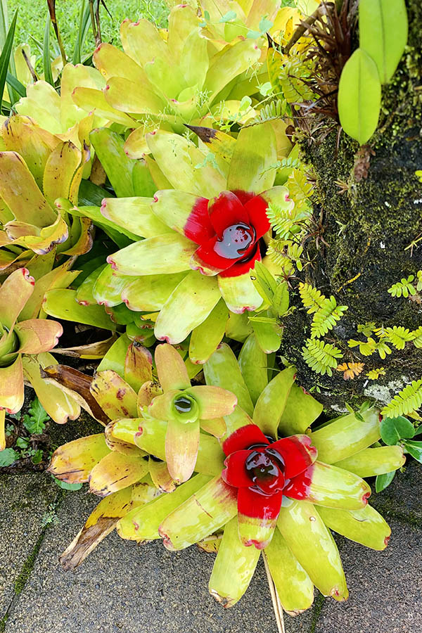 flower-in-costa-rica