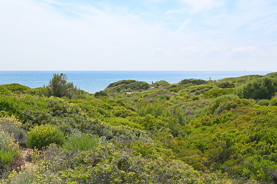 Lush-green-dune-vegetation-overlooking-the-sea-Spain-beaches-Playa-Cabopino