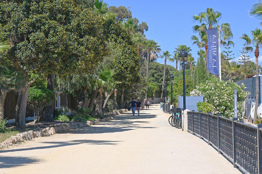 sunny-beachside-promenade-lined-with-lush-palms-and-walking-path
