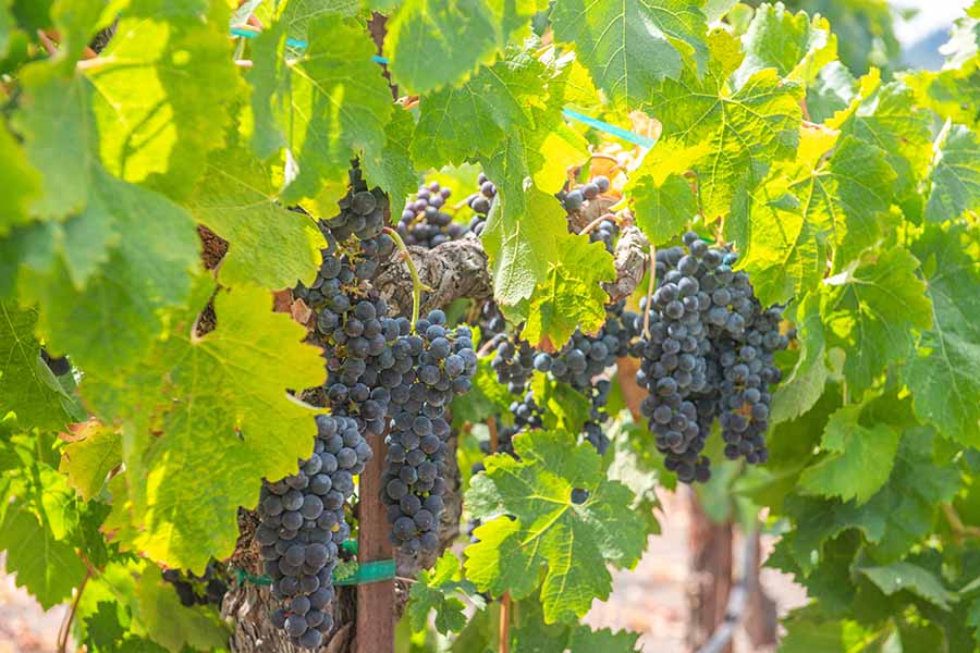 close-up-of-ripe-dark-wine-grapes-growing-at-ledson-winery-in-sonoma-valley-california