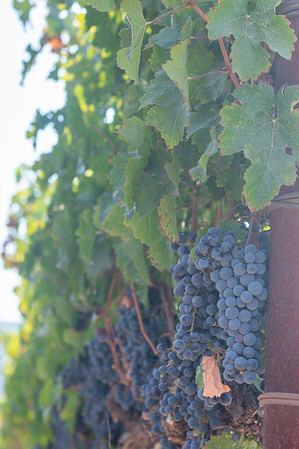close-up-of-ripe-purple-wine-grapes-on-the-vine-at-little-vineyards-family-winery-sonoma-valley-california