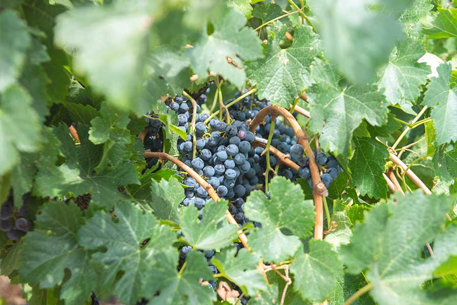 dark-purple-wine-grapes-peeking-through-green-leaves-at-ledson-winery-california