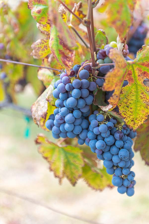 grapes-dark-red