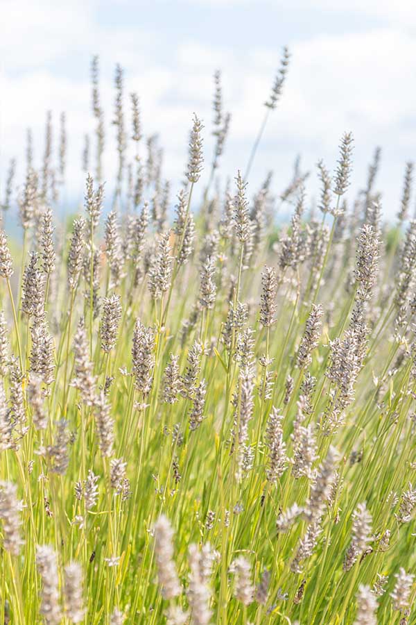 lavander-fields-in-california